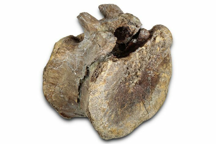 Hadrosaur (Edmontosaurus) Caudal Vertebra - Wyoming #349465